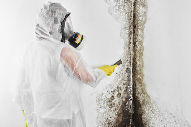Crawl Space Mold Removal in Lookout Mountain, AL