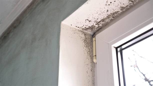 Office Mold Removal Services in Lookout Mountain, AL