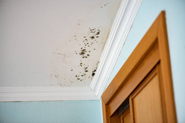 Best Toxic Mold Removal  in Lookout Mountain, AL