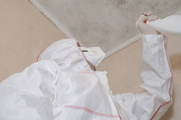 Best Same-Day Mold Removal  in Lookout Mountain, AL
